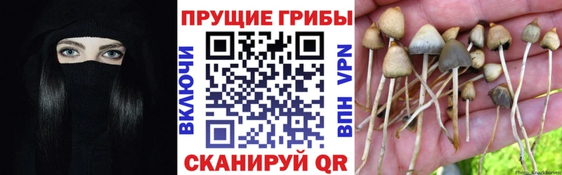 Псилоцибиновые грибы GOLDEN TEACHER  Безенчук 